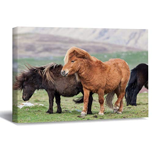 Shetland Pony, Shetland Islands, Scotland Canvas Picture Painting Artwork Wall Art Poto Framed Canvas Prints for Bedroom Living Room Home Decoration, Ready to Hanging 8"x12"
