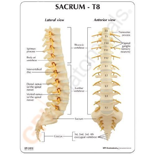 Spine Sacrum L1-L5, T8-T12 Vertebrae CEM Classroom Educational Anatomical Model w Key Card