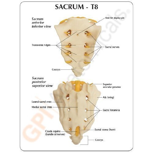 Spine Sacrum L1-L5, T8-T12 Vertebrae CEM Classroom Educational Anatomical Model w Key Card