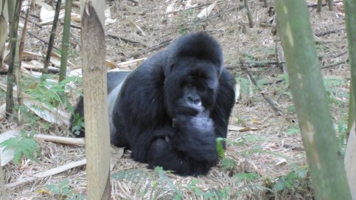 The Survivalists (US A Collection of Short Stories) (English Edition)