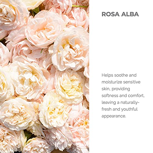 Alteya Organic agua floral rosa blanca 100 ml – spray - USDA producto certificado puro y autentico, destilada al vapor de flor de rosa Alba vendida directamente por el productor propio Alteya Organics