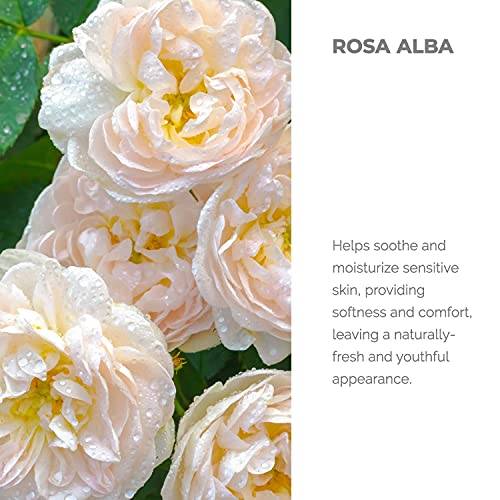 Alteya orgánica Botella de vidrio 120 ml agua de rosas blancas, 100% certificado por USDA, orgánic, flor de Alba destilada al vapor y vendida directamente por el cultivador de rosas Alteya Organics