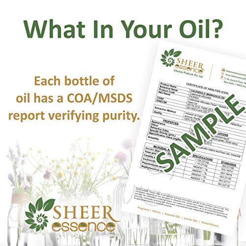 Armoise Oil -Steam Distillation 100% Pure Natural And Therapeutic Grade Essential Oil (Mugwort | Artemisia Alba) 33.81 Fl.Oz.