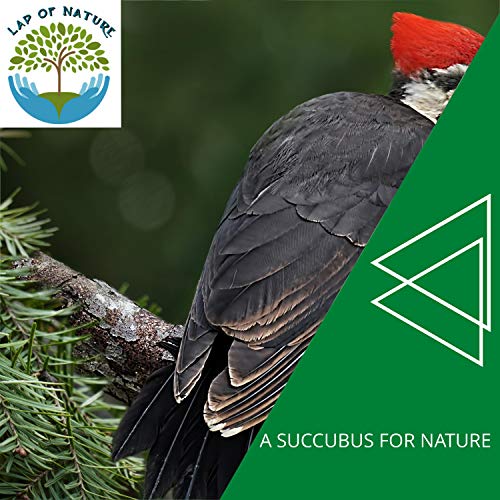 Healing Woodland Forest