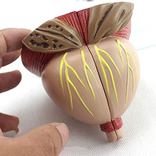 IVQAPP Prostate Anatomical Model Zoom 2X Male Prostate Model Detachable 4 Parts Human Organ Anatomical Model for Study Dislay Teaching Model