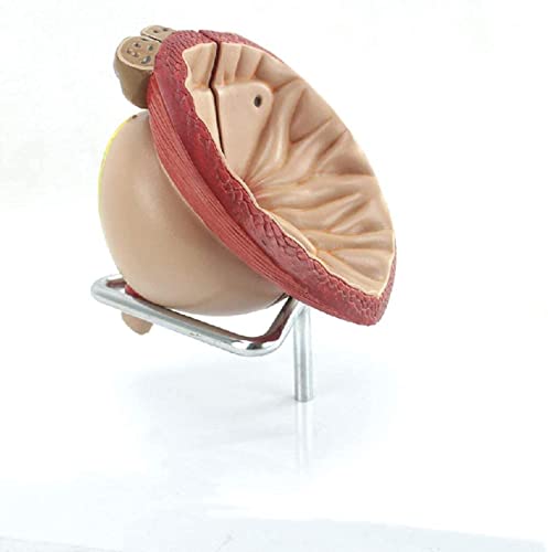 IVQAPP Prostate Anatomical Model Zoom 2X Male Prostate Model Detachable 4 Parts Human Organ Anatomical Model for Study Dislay Teaching Model
