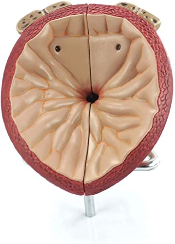 IVQAPP Prostate Anatomical Model Zoom 2X Male Prostate Model Detachable 4 Parts Human Organ Anatomical Model for Study Dislay Teaching Model