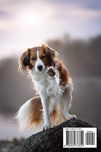 Kooikerhondje Dog Breed: The “Pied Piper” of The Dog World, Rare Outside of Europe: Kooikerhondje Breed Information, Characteristics and Heath