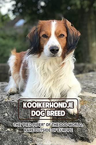 Kooikerhondje Dog Breed: The “Pied Piper” of The Dog World, Rare Outside of Europe: Kooikerhondje Breed Information, Characteristics and Heath