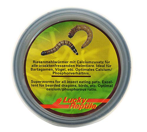 Lucky Reptile Herp Diner Super Worms 35 g (2 Unidades, 35 g)