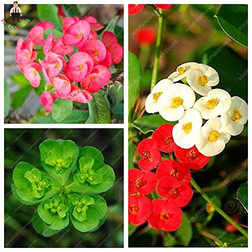 ShopMeeko Seeds:50PCS/Bag Cactus Euphorbia Milii Plants Flower Outdoor&Indoor Garden Cheap Plants Everlasting Summer Potted Plants Home Bonsai : White