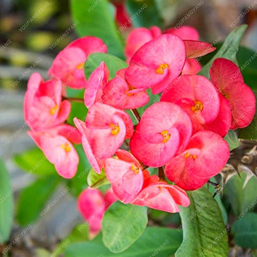 ShopMeeko Seeds:50PCS/Bag Cactus Euphorbia Milii Plants Flower Outdoor&Indoor Garden Cheap Plants Everlasting Summer Potted Plants Home Bonsai : White