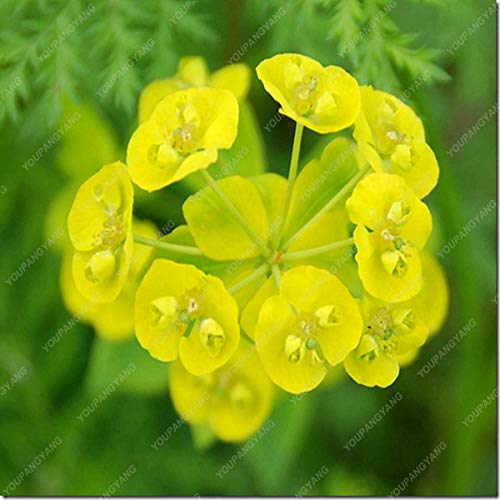 ShopMeeko Seeds:50PCS/Bag Cactus Euphorbia Milii Plants Flower Outdoor&Indoor Garden Cheap Plants Everlasting Summer Potted Plants Home Bonsai : White