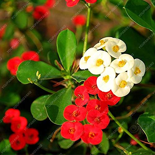 ShopMeeko Seeds:50PCS/Bag Cactus Euphorbia Milii Plants Flower Outdoor&Indoor Garden Cheap Plants Everlasting Summer Potted Plants Home Bonsai : White
