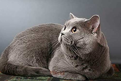 Adult Jigsaw pizzle Jigsaw Puzzle Shorthair Blue Pedigreed Cat Copper Eyes Puzzles para adultos adolescentes, B juegos de rompecabezas para adultos niños - 300 piezas