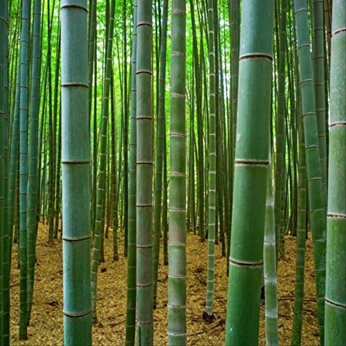 Bamboo Forest Meditation Collection