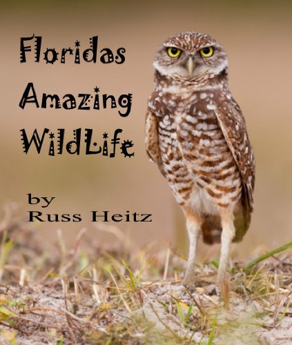 Florida's Amazing Wildlife (English Edition)