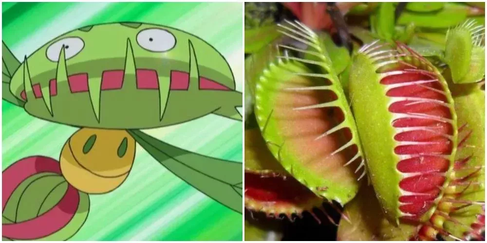 Tunas y Algo Mas - Sabias que el Pokemon Victreebel, está inspirada en la Planta  Carnivora Nephentes? El Pokemon se puede comer a sus oponentes. 🌿🍃En la  vida real esta planta puede
