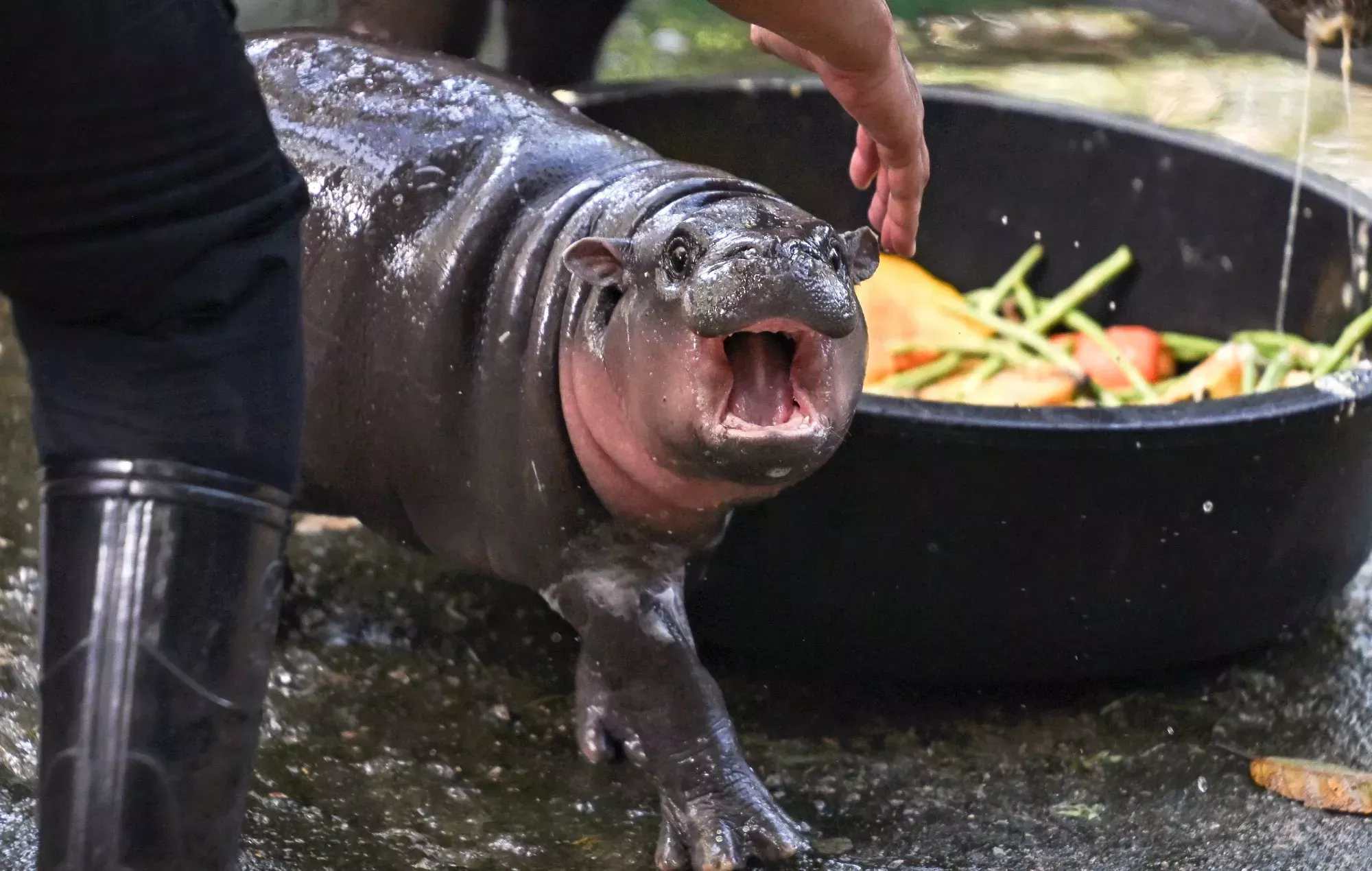 La manía por Moo Deng llega a 'Final Fantasy 14