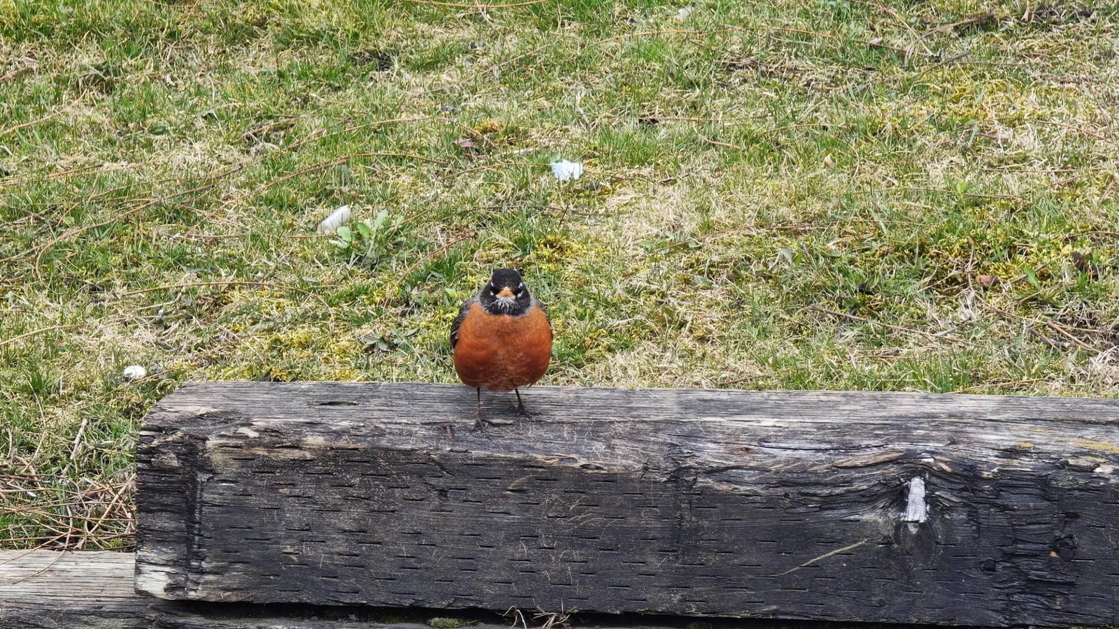 Imagen 20240329 182450