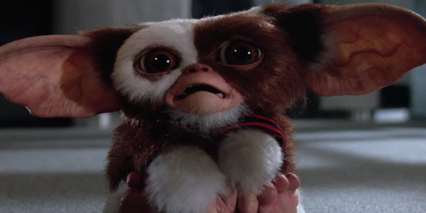 Gizmo looks forward in Gremlins.