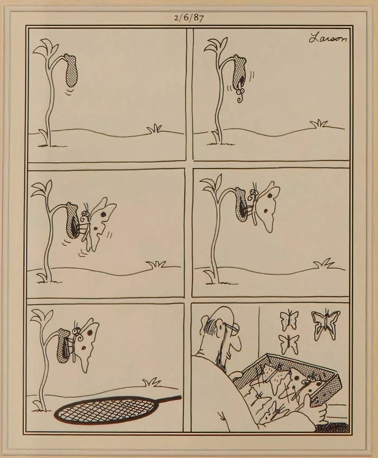 A lepidopterist pins a young butterfly to a display case by killing it.