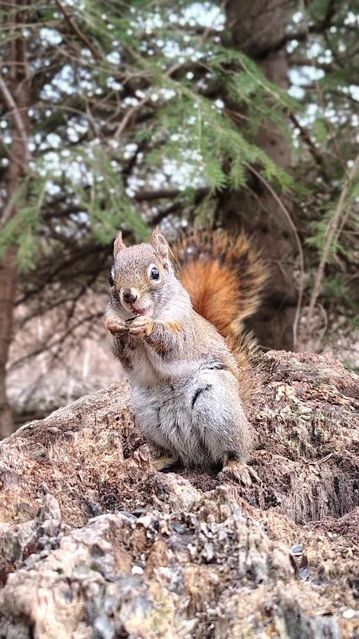 Moto G Stylus (2025) Smartphone Review