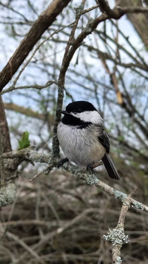 Moto G Stylus (2025) Smartphone Review