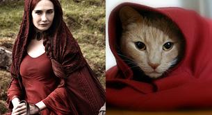 Los protagonistas de 'Juego de Tronos' en forma de gatos