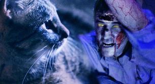 Gatos contra Zombies: Gore felino
