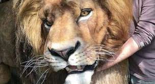 Primer vistazo a la película de 'El Rey León' en imagen real